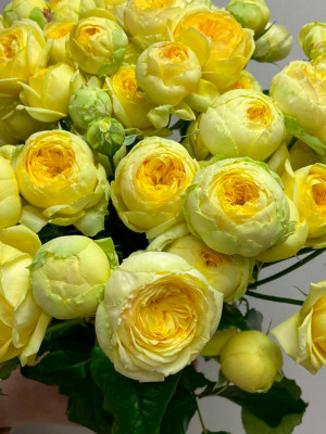 Цветы поштучно: Роза кустовая Луна Трендсеттер